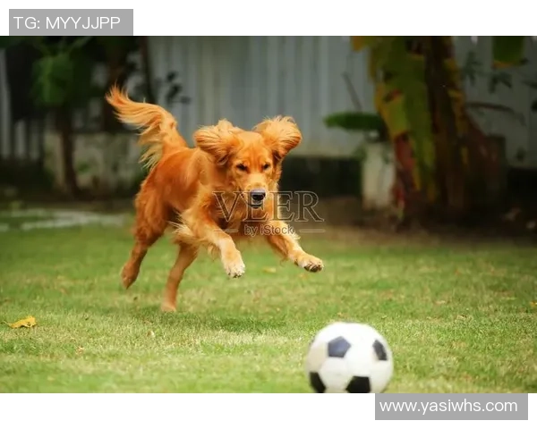 足球明星因涉嫌非法猎犬活动被警方拘捕引发社会广泛关注与讨论 足球明星因涉嫌非法猎犬活动被警方拘捕引发社会广泛关注与讨论